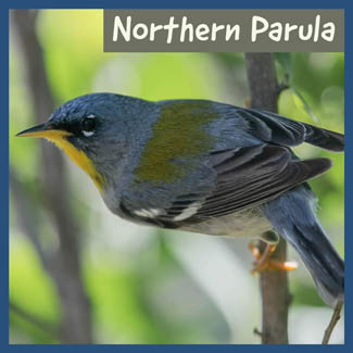 Northern Parula
